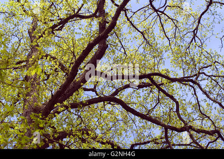 Eichenwald, Nationalpark, Kellerwald-Edersee Stock Photo