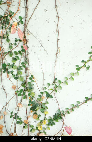 ivy leaves isolated on a white background Stock Photo - Alamy