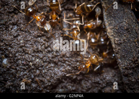 Red ants tend their eggs in macro close up Stock Photo