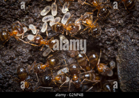 Red ants tend their eggs in macro close up Stock Photo