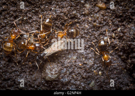 Red ants tend their eggs in macro close up Stock Photo