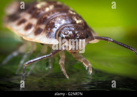 Purple Roly Poly pill bug on green rock in macro close up photo Stock Photo