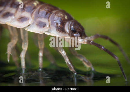 Purple Roly Poly pill bug also known as a woodlouse in natural habitat ...