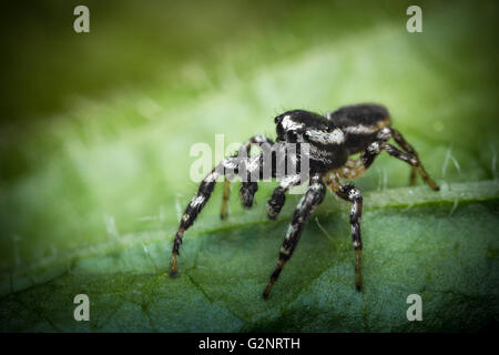 Super macro close up jumping spider on green leaf Stock Photo