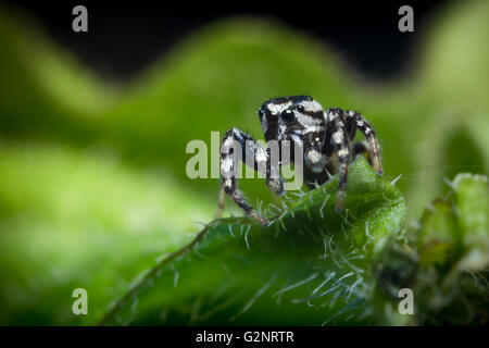 Super macro close up jumping spider on green leaf Stock Photo