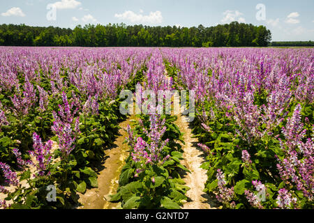 Field of lavender-colored Clary Sage (Salvia sclarea) in Robersonville, Martin County, NC USA Stock Photo