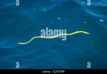 GULFO DULCE, COSTA RICA - Yellow-bellied sea snake, swims on surface of water in Gulfo Dulce. Poisonous venom.  Pelamis platura Stock Photo