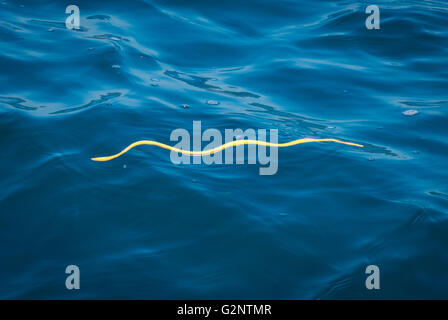 GULFO DULCE, COSTA RICA - Yellow-bellied sea snake, swims on surface of water in Gulfo Dulce. Poisonous venom.  Pelamis platura Stock Photo