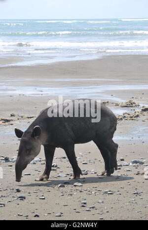 Baird's tapir on the beach in the Corcovado National Park, Costa Rica Stock Photo