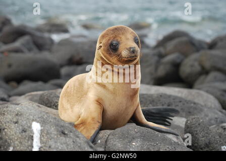 Galápagos sea lion pup hauled out on a rock Stock Photo