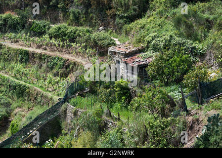 viticultural terraces above Riomaggiore near La Spezia (Liguria) Stock Photo