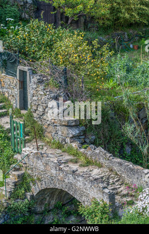 viticultural terraces above Riomaggiore near La Spezia, Liguria, Italy Stock Photo