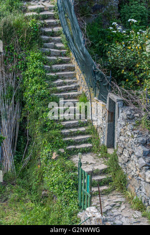 viticultural terraces above Riomaggiore near La Spezia, Liguria, Italy Stock Photo