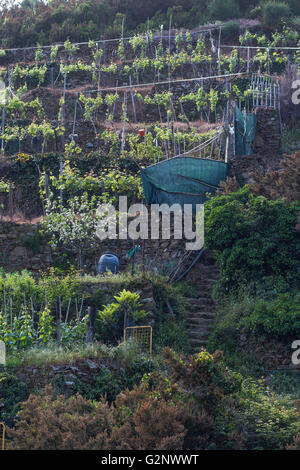 viticultural terraces above Riomaggiore near La Spezia, Liguria, Italy Stock Photo