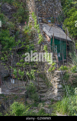 viticultural terraces above Riomaggiore near La Spezia, Liguria, Italy Stock Photo