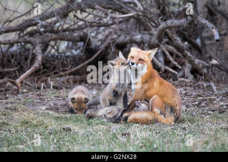 Red Fox Kit Kissing Its Mother While Another Kit Watches Stock Photo