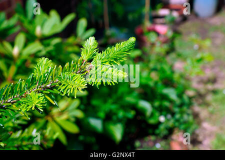 CONIFER. Stock Photo