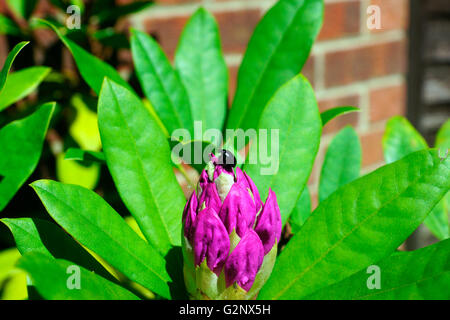 BEETLE ON A RHODODENDRON (AZALEA) Stock Photo
