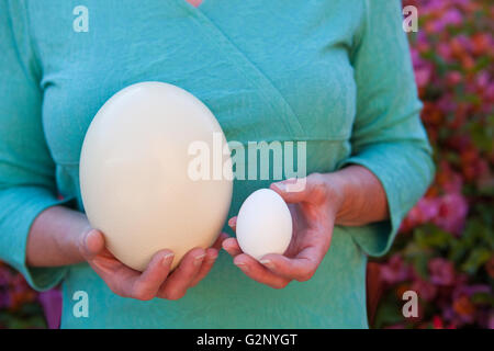 large ostrich egg compared to a small chicken egg, Ostrich Farm, Santa Ynez Valley, California Stock Photo