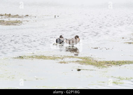 A pair of Gadwall ducks Stock Photo