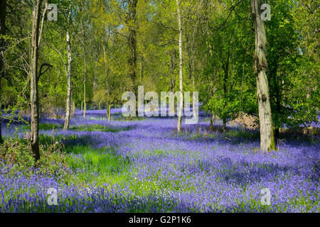 Bluebell wood Stock Photo