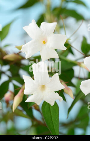 Jasminum officinale  Common jasmine  July Stock Photo