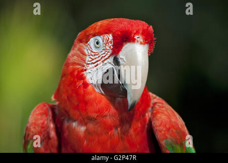 Green Winged Macaw (ara chloropterus) Stock Photo