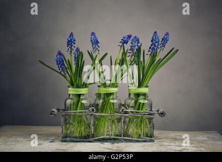 Still Life Illustration image with blue grape hycinth flowers in glass vases