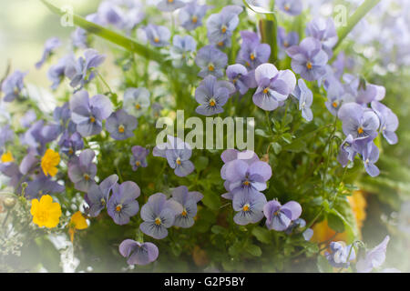 Summer Flora Stock Photo