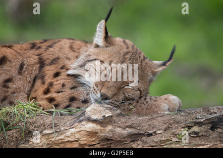 European lynx sleeping Stock Photo