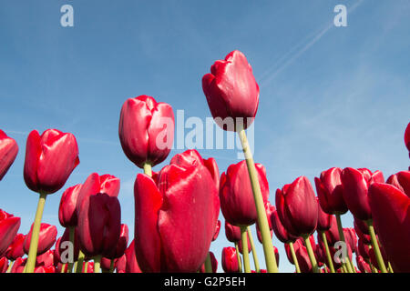 Red tulips against blue sky for background Stock Photo