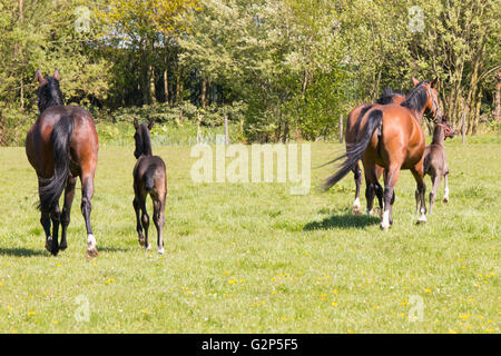 Three horses and two foals running away in grass land Stock Photo