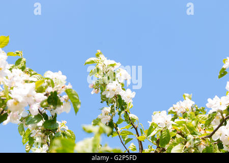 White plum blossom against a blue sky Stock Photo