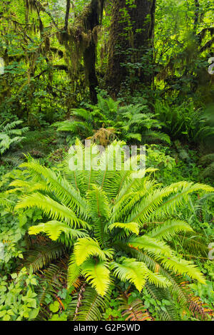 Sword Ferns and moss-covered trees, May, Hoh River rain forest, Olympic National Park, Washington Stock Photo
