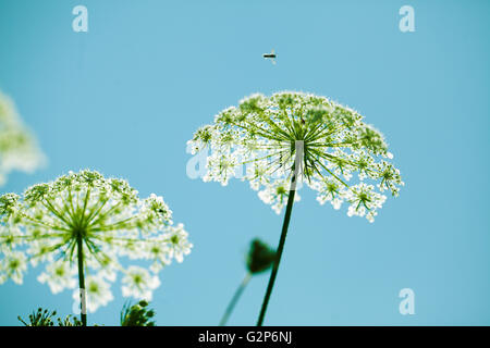 Close-up of Dill flower umbels in autumn Stock Photo