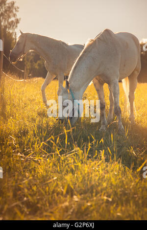 couple of white horses graze in a paddock Stock Photo - Alamy