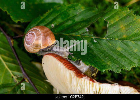Autumn Themed image with snail on forest mushroom with leaves and moss Stock Photo