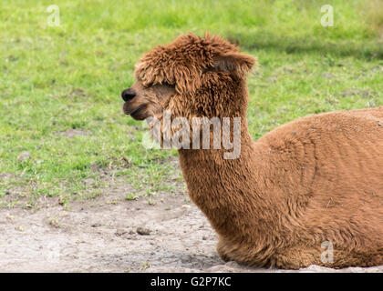 Brown Alpaca sitting on the ground Stock Photo