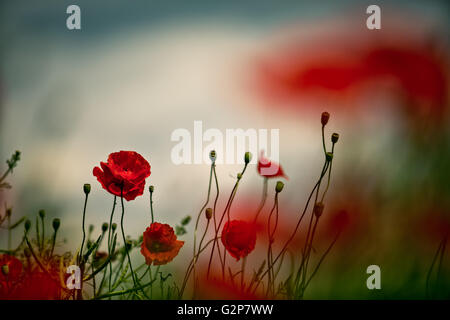 Field of bright red corn poppy flowers in summer Stock Photo