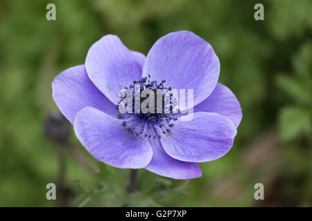 Garden Anemone Stock Photo