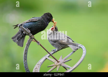 European Starling (Sturnidae) feeding a juvenile in a garden, England, UK Stock Photo