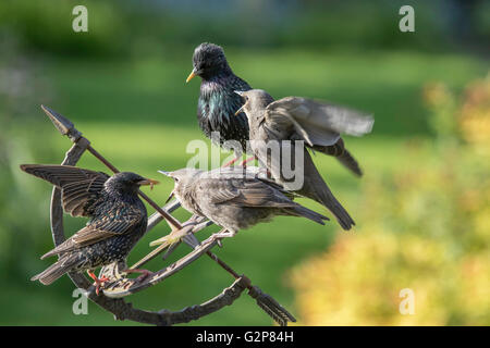 European Starlings (Sturnidae) with juveniles in a garden, England, UK Stock Photo