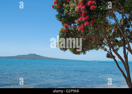 Pohutukawa tree in bloom with Rangitoto Island on the background Stock Photo
