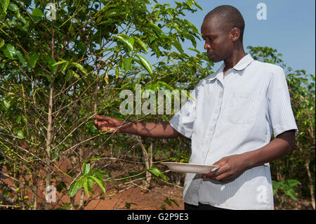 Rwandan farmer picking coffee beans to sell to the merchant. Stock Photo