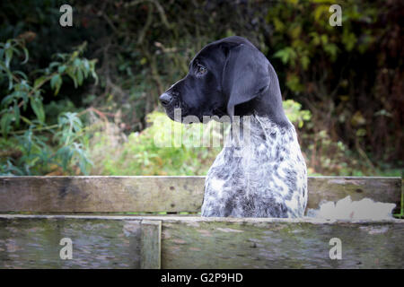 German Shorthaired Pointer Puppy Stock Photo