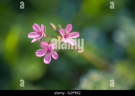 Pink meadow wild flower on green grass natural background in field. Outdoor summer photo Stock Photo