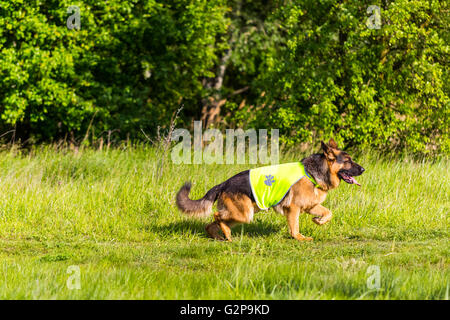 Beautiful young German shepherd dog puppy running in sunset nature in a safety west Stock Photo