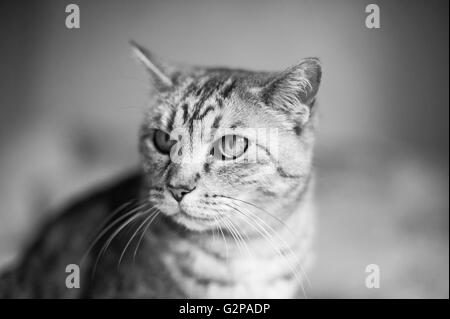 A domestic pet tabby cat Stock Photo