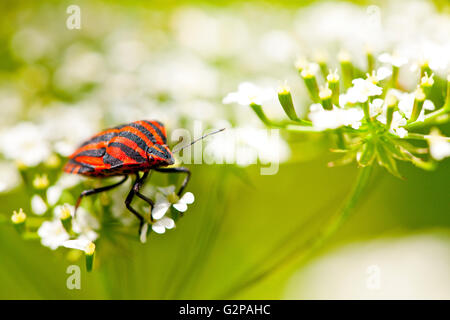 Graphosoma lineatum also known as the Italian Striped-Bug and Minstrel Bug. Stock Photo