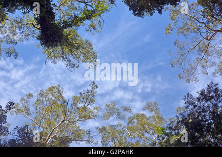Looking up to the blue sky through the towering tall trees of an Australian temperate rain forest (rainforest) canopy Stock Photo